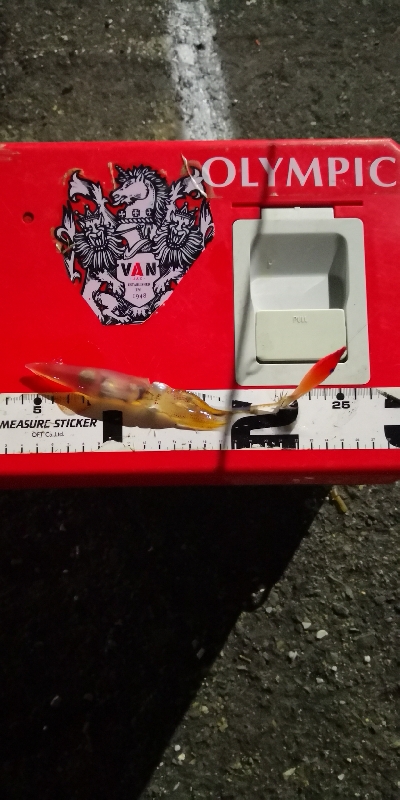 アジング練習 238