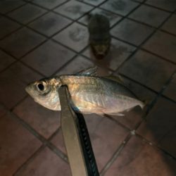 本格的な冬到来、今夜は寒い!