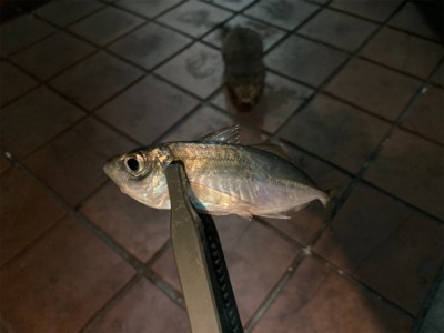 本格的な冬到来、今夜は寒い!