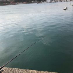 アジはいないが、イワシが乱舞！しかし、イワシとの知恵比べ。