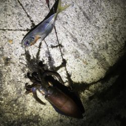 やっぱり楽しい