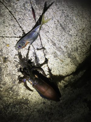 やっぱり楽しい