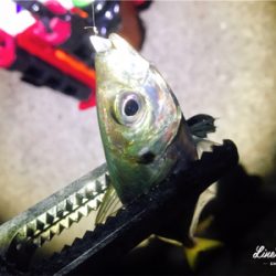 短時間アジング