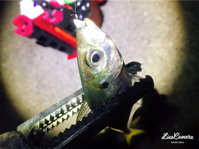 短時間アジング