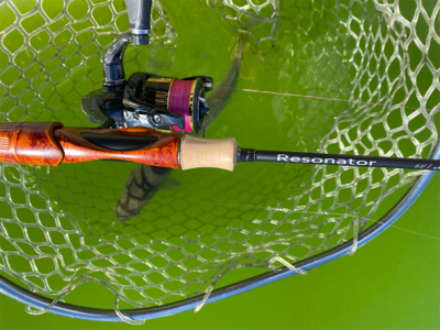 エリアトラウト