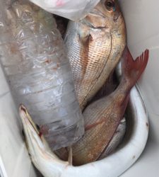 今年ラストの一つテンヤ