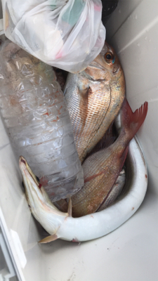 今年ラストの一つテンヤ