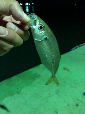 1人より仲間と釣るのが楽しみ