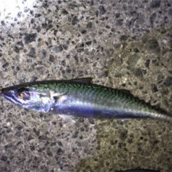 明石でメバリング