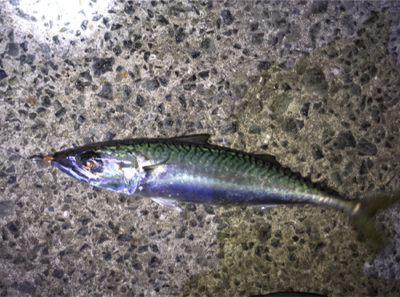 明石でメバリング