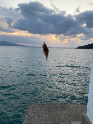 泣き尺サイズ釣れました