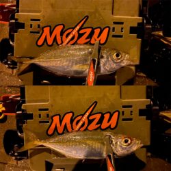 シャローフリークF