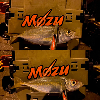 シャローフリークF