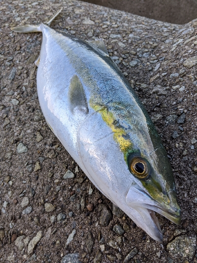 今年最後かな〜？