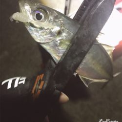 ちょろっとアジング