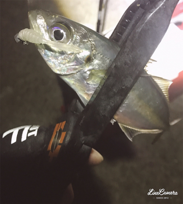 ちょろっとアジング