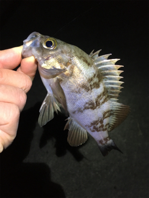 メバリング好調