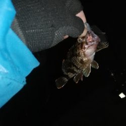 今日も爆風アジング