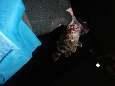 今日も爆風アジング