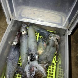 久しぶりにヒイカ釣れた(^.^)