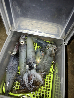 久しぶりにヒイカ釣れた(^.^)
