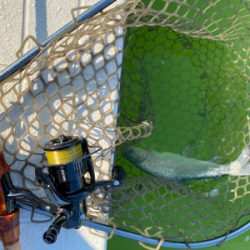 プールトラウト