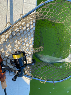 プールトラウト