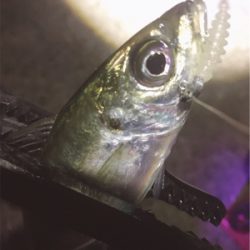 シゴオワアジング