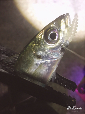 シゴオワアジング