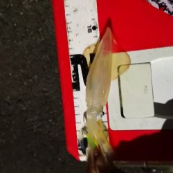 アジング練習 242  ヒイカ調査