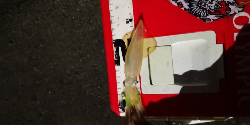 アジング練習 242  ヒイカ調査