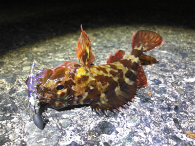 今年の釣り納めに友達と