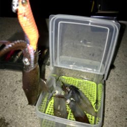 何時もと違う場所でもヒイカGET (^^)/