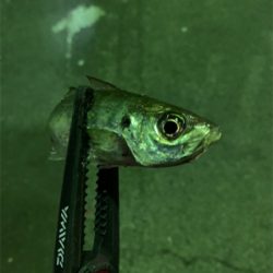 久しぶりの釣果