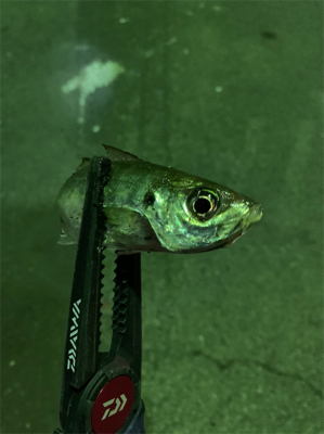 久しぶりの釣果