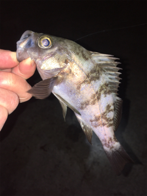 寒いけどメバリング