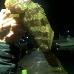 アカイカ 90cm アコウ他