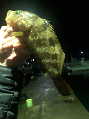 アカイカ 90cm アコウ他