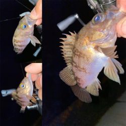 アジングのはずが？