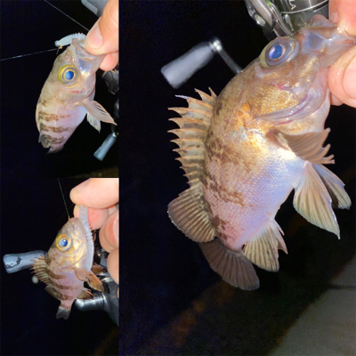 アジングのはずが？