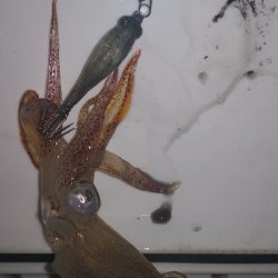 アジング練習 243 ヒイカ調査