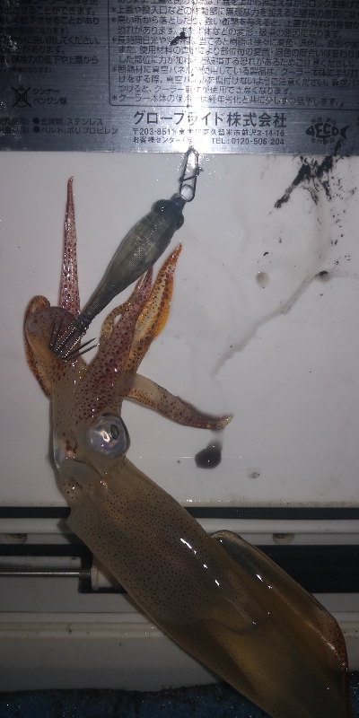 アジング練習 243 ヒイカ調査