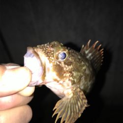 クリスマスイブの釣行！