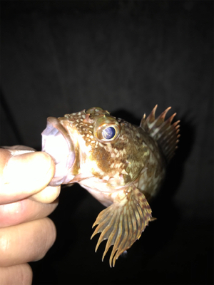 クリスマスイブの釣行！