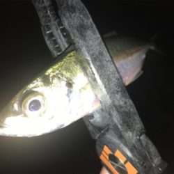 爆風極寒激渋アジング