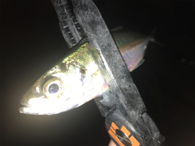 爆風極寒激渋アジング