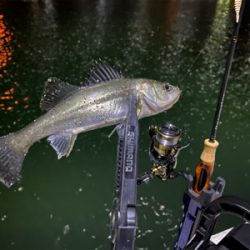 色々釣れるそれがアジング