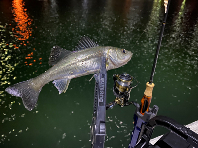 色々釣れるそれがアジング