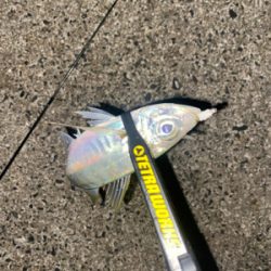 朝マヅメアジング！