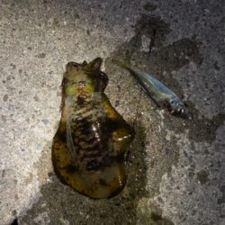 クリスマスアオリ